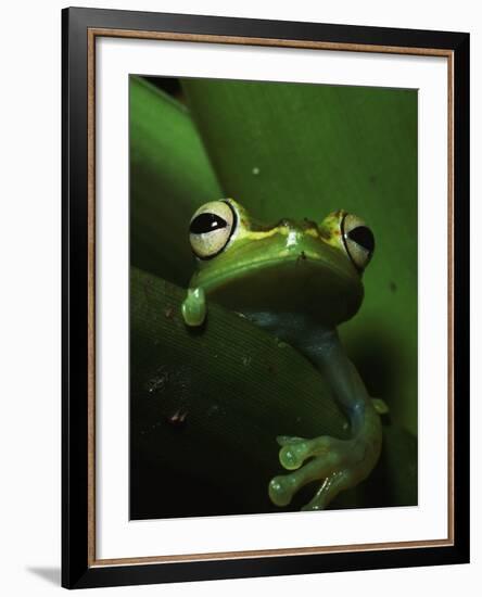 Green Tree Frog in Green Leaves-Joe McDonald-Framed Photographic Print