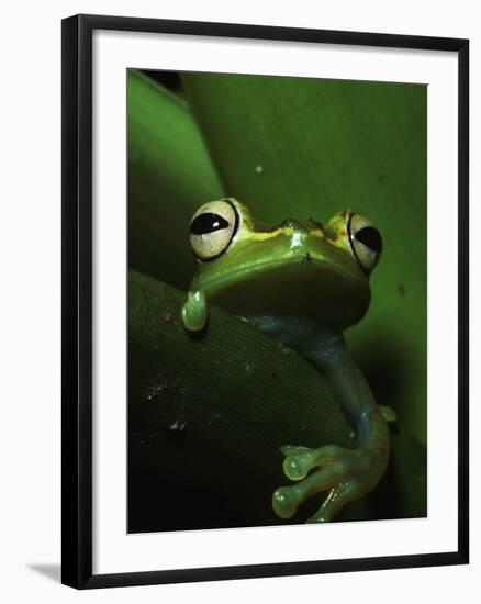 Green Tree Frog in Green Leaves-Joe McDonald-Framed Photographic Print