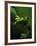 Green Tree Frog in Green Leaves-Joe McDonald-Framed Photographic Print