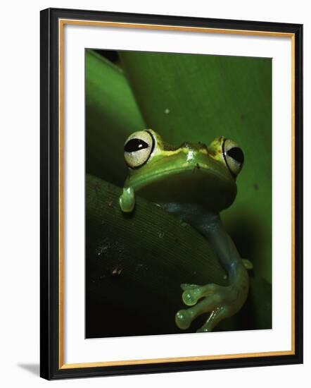 Green Tree Frog in Green Leaves-Joe McDonald-Framed Photographic Print