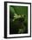 Green Tree Frog in Green Leaves-Joe McDonald-Framed Photographic Print