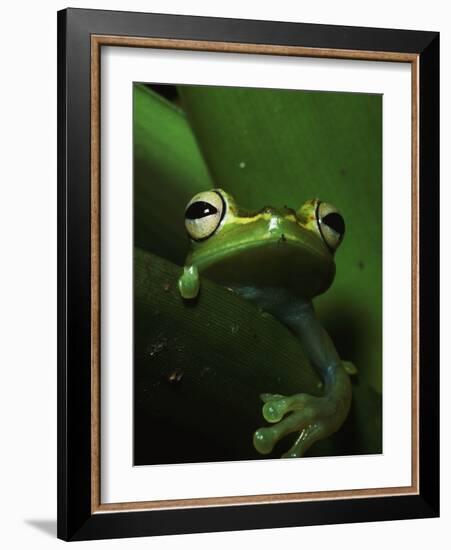 Green Tree Frog in Green Leaves-Joe McDonald-Framed Photographic Print