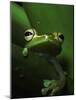 Green Tree Frog in Green Leaves-Joe McDonald-Mounted Photographic Print