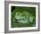 Green Tree Frog (Litoria Caerulea) on Leaf, Northern Territory, Australia-Steven David Miller-Framed Photographic Print