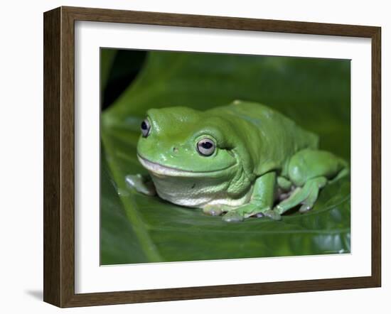 Green Tree Frog (Litoria Caerulea) on Leaf, Northern Territory, Australia-Steven David Miller-Framed Photographic Print