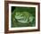 Green Tree Frog (Litoria Caerulea) on Leaf, Northern Territory, Australia-Steven David Miller-Framed Photographic Print