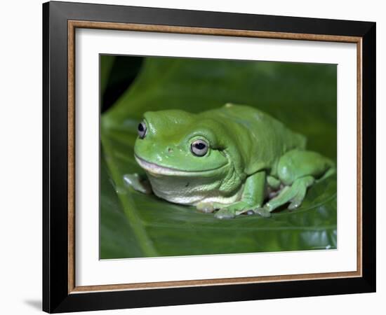 Green Tree Frog (Litoria Caerulea) on Leaf, Northern Territory, Australia-Steven David Miller-Framed Photographic Print