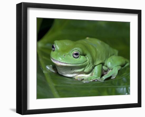 Green Tree Frog (Litoria Caerulea) on Leaf, Northern Territory, Australia-Steven David Miller-Framed Photographic Print