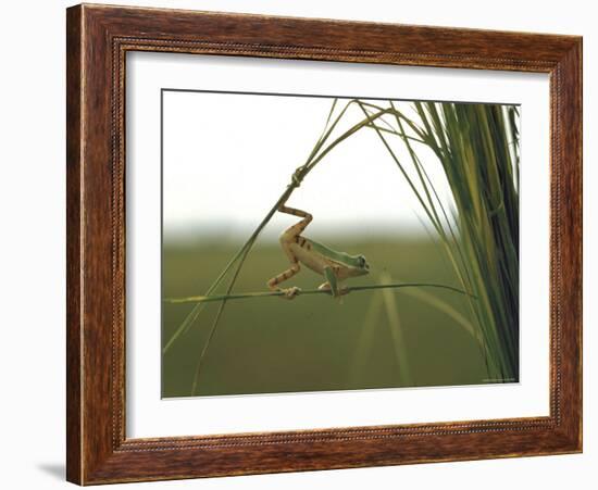 Green Tree Frog Moving Precariously From Branch to Branch, Brazil-Dmitri Kessel-Framed Photographic Print