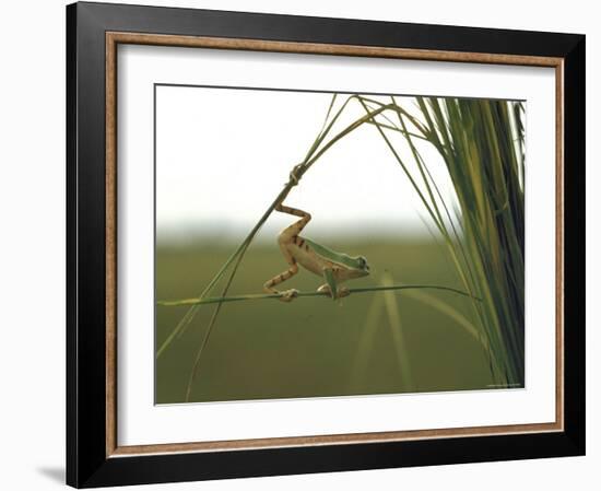 Green Tree Frog Moving Precariously From Branch to Branch, Brazil-Dmitri Kessel-Framed Photographic Print