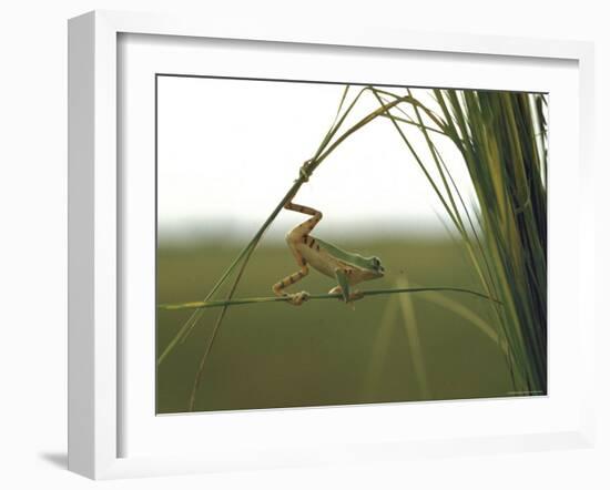 Green Tree Frog Moving Precariously From Branch to Branch, Brazil-Dmitri Kessel-Framed Photographic Print