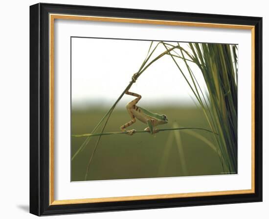 Green Tree Frog Moving Precariously From Branch to Branch, Brazil-Dmitri Kessel-Framed Photographic Print