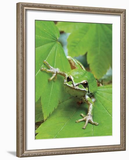 Green Tree Frog-Don Paulson-Framed Giclee Print