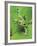 Green Tree Frog-Don Paulson-Framed Giclee Print