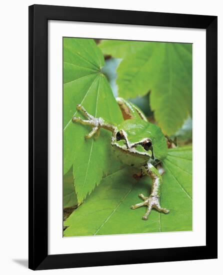 Green Tree Frog-Don Paulson-Framed Giclee Print