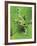 Green Tree Frog-Don Paulson-Framed Giclee Print