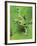 Green Tree Frog-Don Paulson-Framed Giclee Print