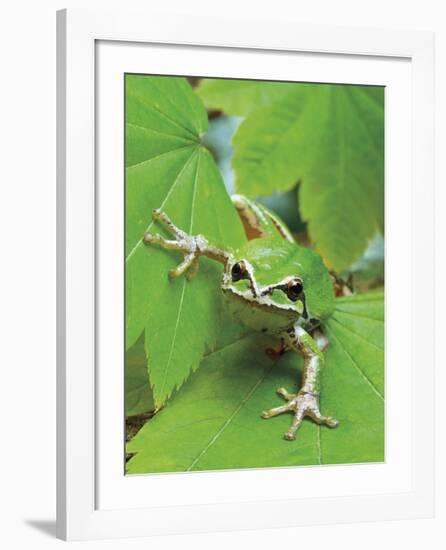 Green Tree Frog-Don Paulson-Framed Giclee Print