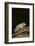 Green Tree Frog-DLILLC-Framed Photographic Print