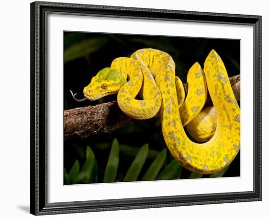 Green Tree Python, Morelia (Chondropython) Viridis, Native to New Guinea-David Northcott-Framed Photographic Print