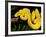 Green Tree Python, Morelia (Chondropython) Viridis, Native to New Guinea-David Northcott-Framed Photographic Print
