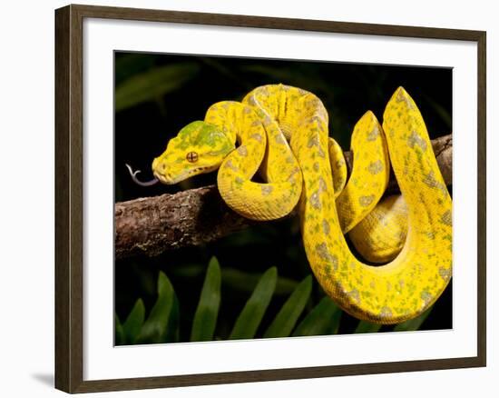 Green Tree Python, Morelia (Chondropython) Viridis, Native to New Guinea-David Northcott-Framed Photographic Print