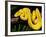 Green Tree Python, Morelia (Chondropython) Viridis, Native to New Guinea-David Northcott-Framed Photographic Print