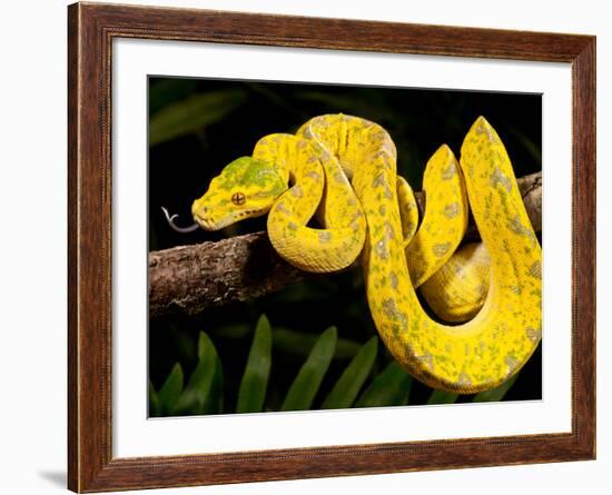 Green Tree Python, Morelia (Chondropython) Viridis, Native to New Guinea-David Northcott-Framed Photographic Print