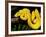 Green Tree Python, Morelia (Chondropython) Viridis, Native to New Guinea-David Northcott-Framed Photographic Print