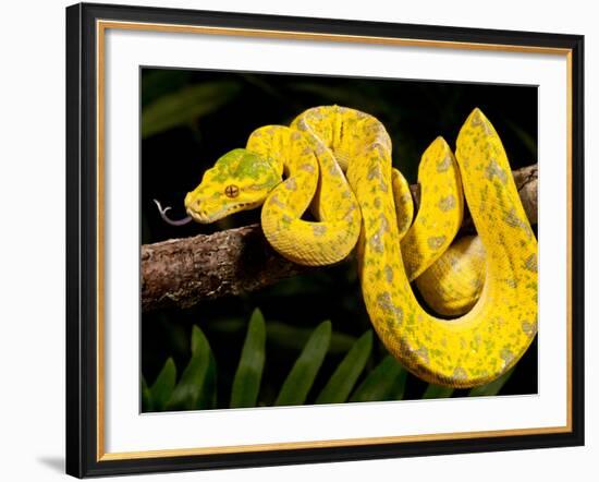 Green Tree Python, Morelia (Chondropython) Viridis, Native to New Guinea-David Northcott-Framed Photographic Print