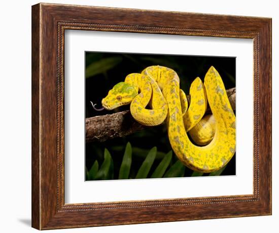 Green Tree Python, Morelia (Chondropython) Viridis, Native to New Guinea-David Northcott-Framed Photographic Print