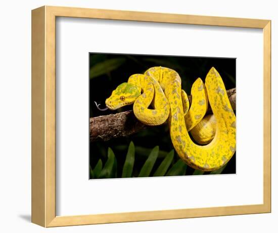 Green Tree Python, Morelia (Chondropython) Viridis, Native to New Guinea-David Northcott-Framed Photographic Print