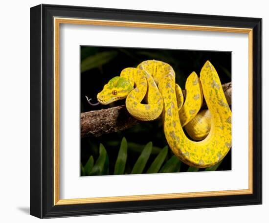 Green Tree Python, Morelia (Chondropython) Viridis, Native to New Guinea-David Northcott-Framed Photographic Print