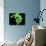 Green Tree Python, Native to New Guinea-David Northcott-Photographic Print displayed on a wall