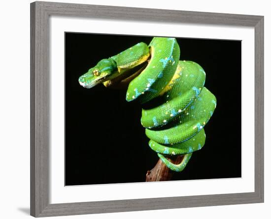 Green Tree Python, Native to New Guinea-David Northcott-Framed Photographic Print