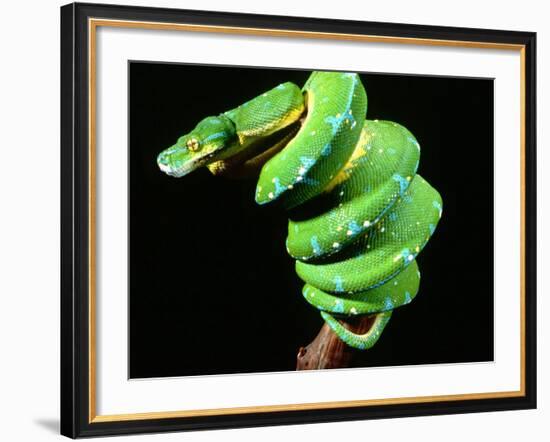 Green Tree Python, Native to New Guinea-David Northcott-Framed Photographic Print