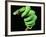 Green Tree Python, Native to New Guinea-David Northcott-Framed Photographic Print