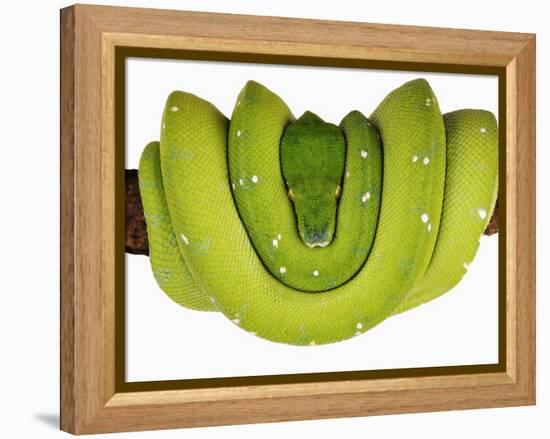 Green Tree Python-Martin Harvey-Framed Premier Image Canvas