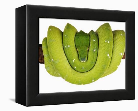 Green Tree Python-Martin Harvey-Framed Premier Image Canvas