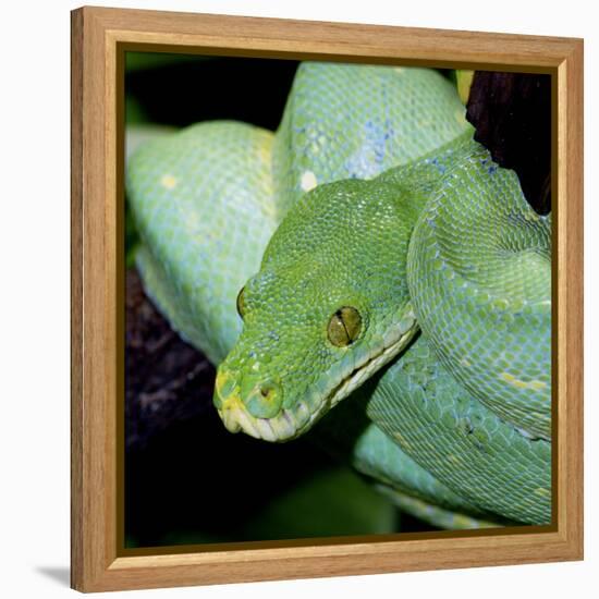 Green Tree Python-null-Framed Premier Image Canvas