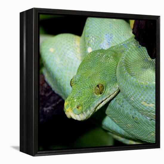 Green Tree Python-null-Framed Premier Image Canvas