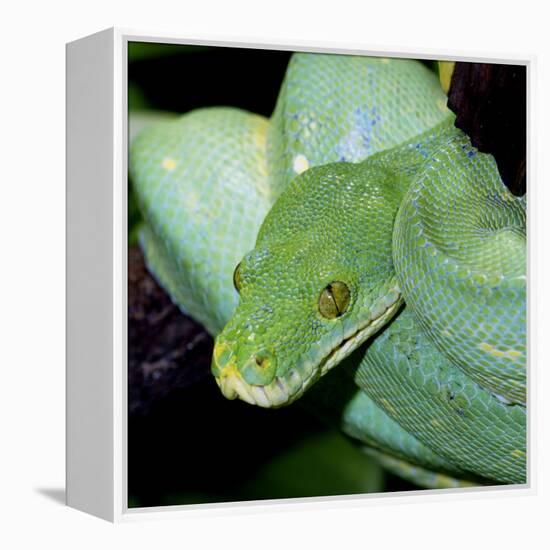 Green Tree Python-null-Framed Premier Image Canvas