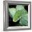 Green Tree Python-null-Framed Premium Photographic Print