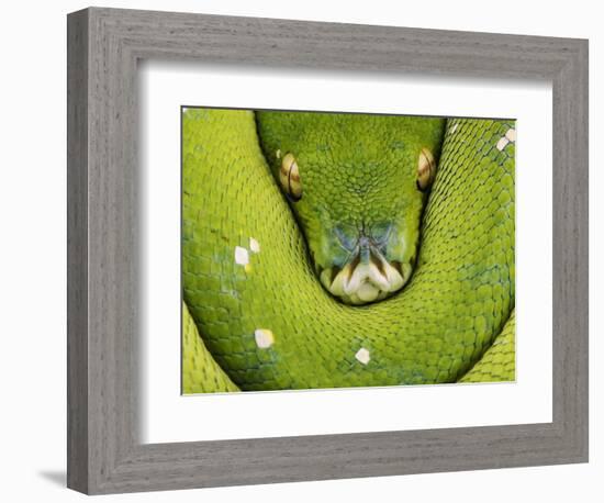 Green Tree Python-Martin Harvey-Framed Photographic Print