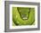 Green Tree Python-Martin Harvey-Framed Photographic Print