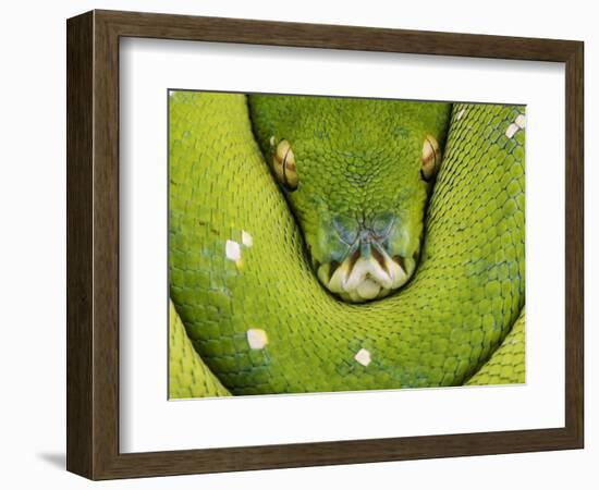 Green Tree Python-Martin Harvey-Framed Photographic Print