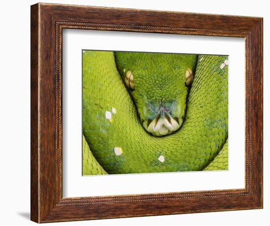 Green Tree Python-Martin Harvey-Framed Photographic Print