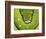 Green Tree Python-Martin Harvey-Framed Photographic Print