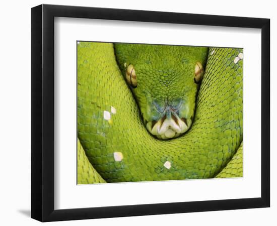 Green Tree Python-Martin Harvey-Framed Photographic Print