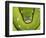 Green Tree Python-Martin Harvey-Framed Photographic Print